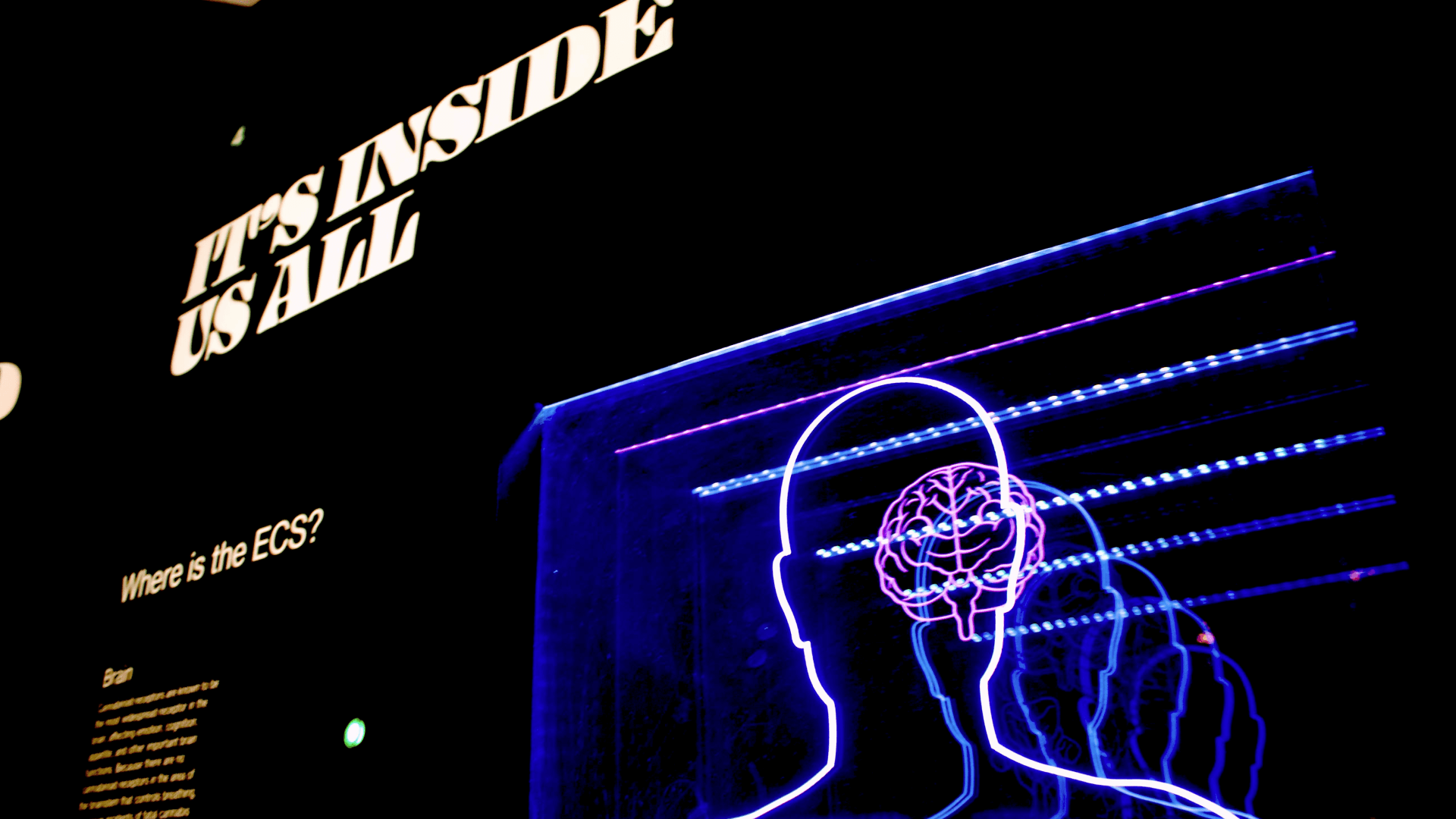 Trading Psychology: How Automation Removes Emotion Risk